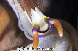 macro nudi,nikon d2x 60mm macro +close up by Puddu Massimo 
